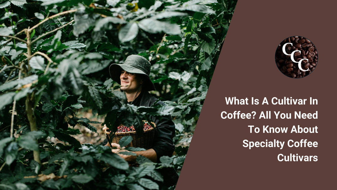 What is a Cultivar in Coffee? All You Need to Know About Specialty Coffee Cultivars