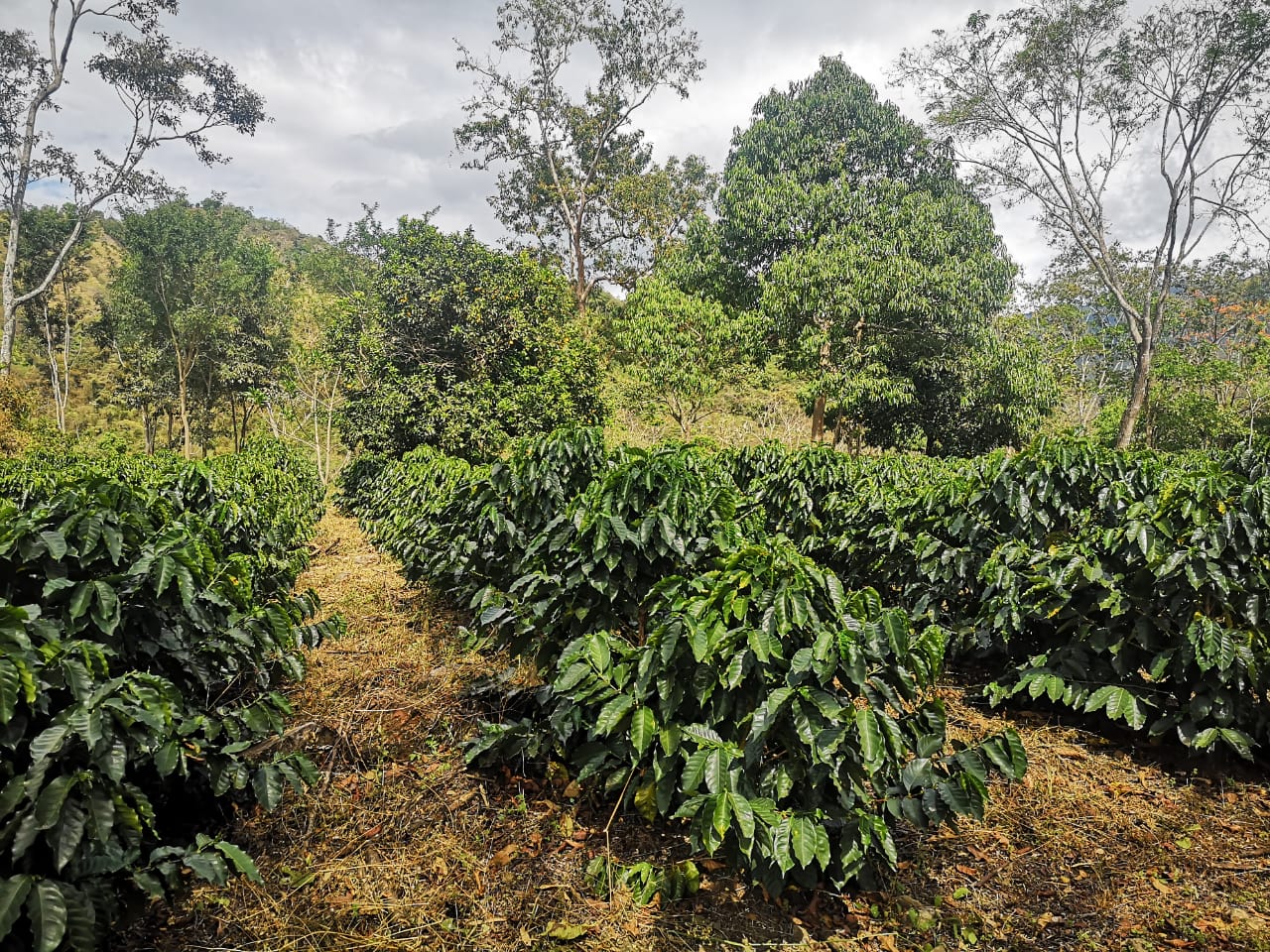 Organic Peru Cajamarca (Direct Trade)