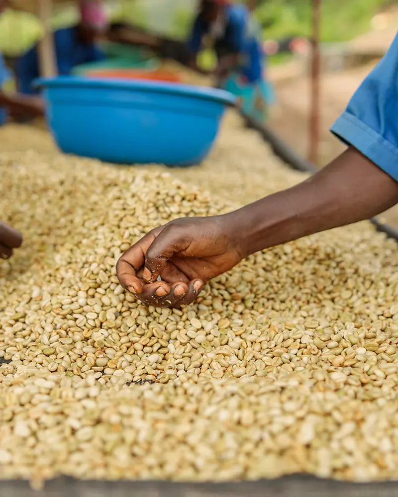 Ethiopia Biru Bekele Washed Guji (Direct Trade)