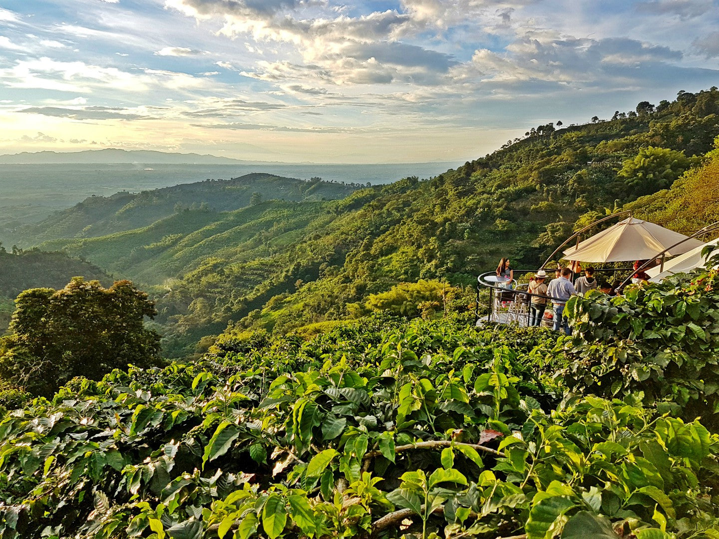 Colombia Cauca (Direct Trade)