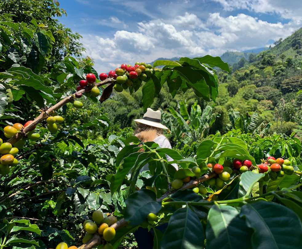Colombia Cauca (Direct Trade)